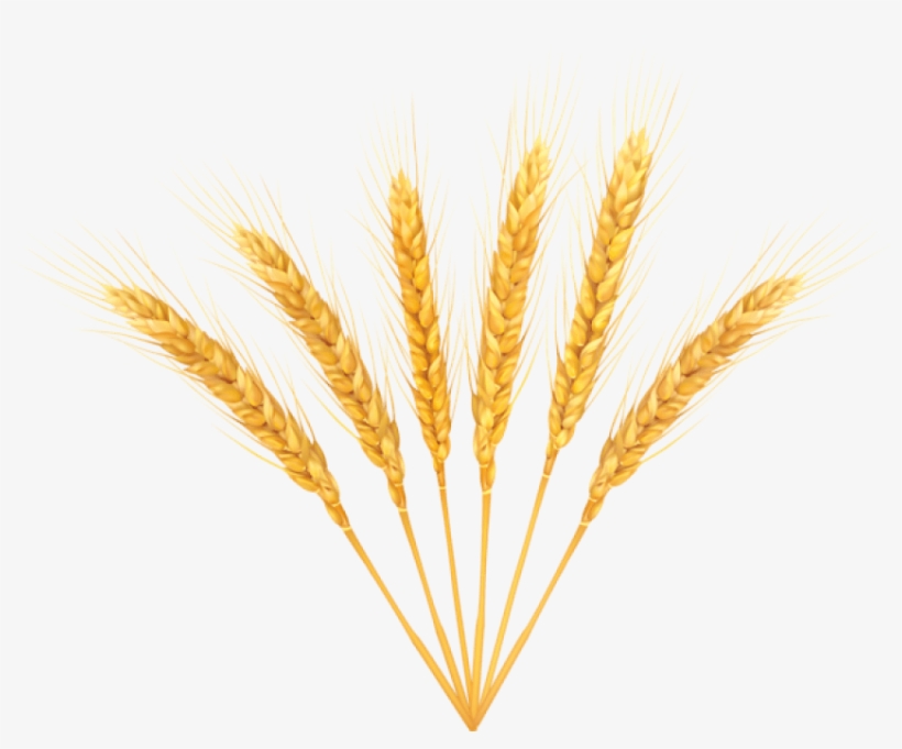 Free Png Wheat Png Images Transparent - Portable Network Graphics, transparent png download