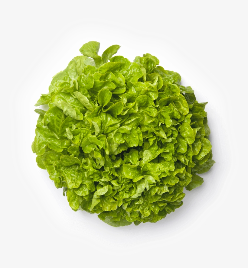 Lettuce, transparent png download