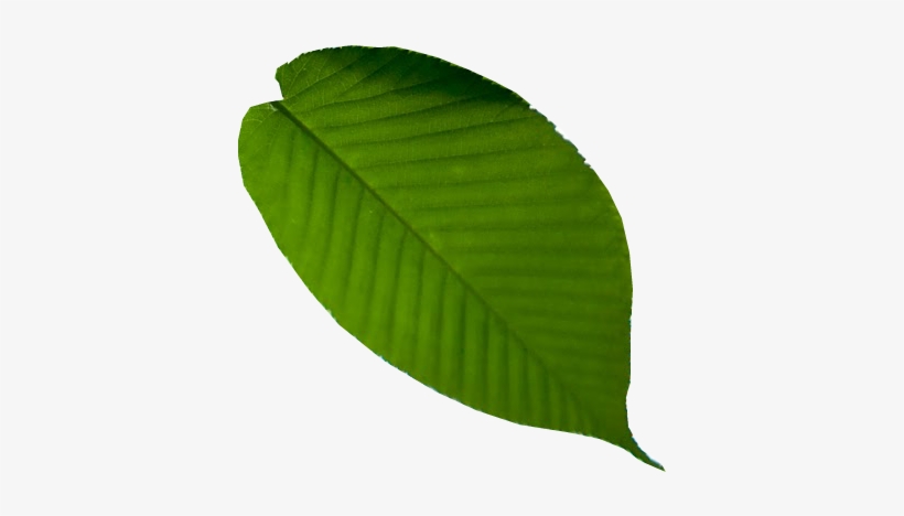 Health Division - Leaf, transparent png download