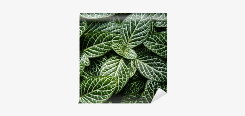 Hojas Verdes-fittonia Verschaffeltii Var - Fittonia, transparent png download