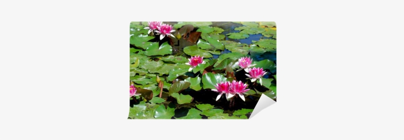 Flores De Nenúfares Entre Hojas Verdes Wall Mural • - Water Lily, transparent png download