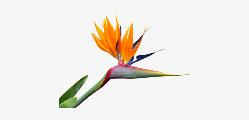 Free Photo Strelitzia Isolated Bird Of Paradise Flower - Bird Of Paradise Png, transparent png download