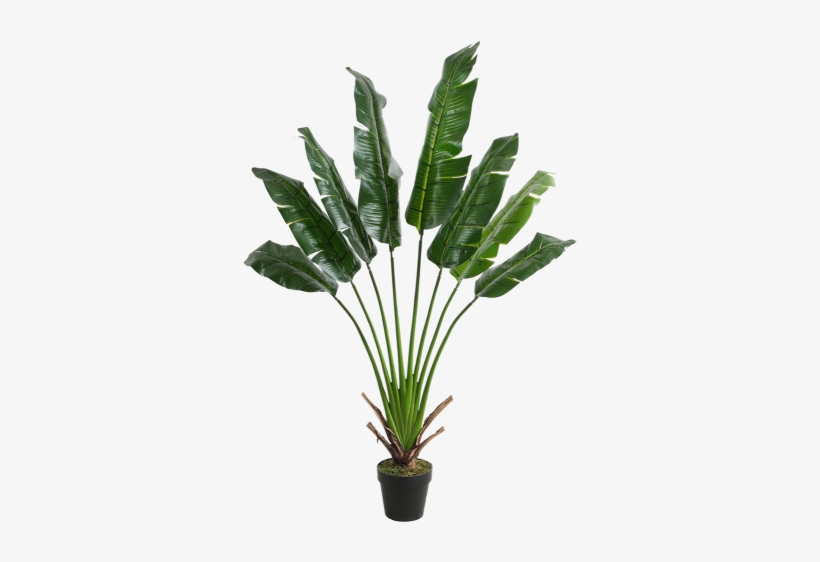 Travellers Tree 8 Leaves 150cm - Ravenala Madagascariensis, transparent png download