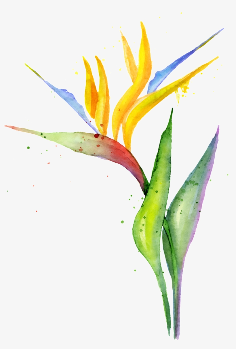 Gorgeous Strelitzia Png Transparent - Bird Of Paradise, transparent png download