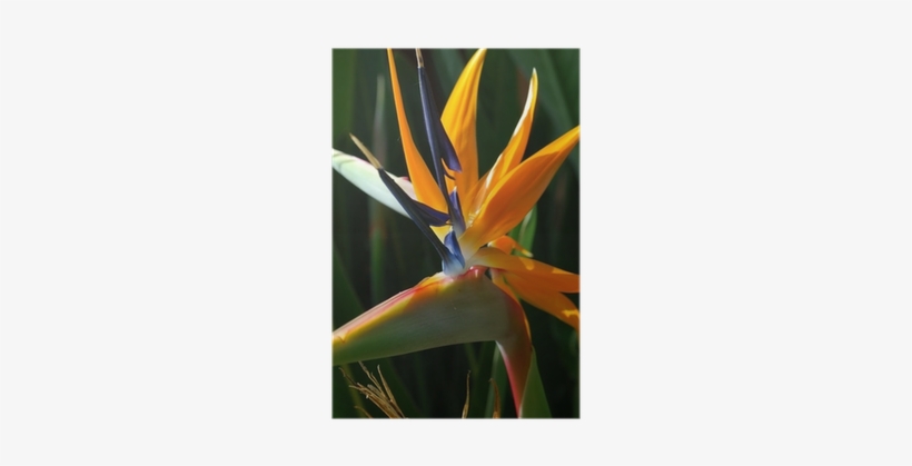 Bird Of Paradise, transparent png download
