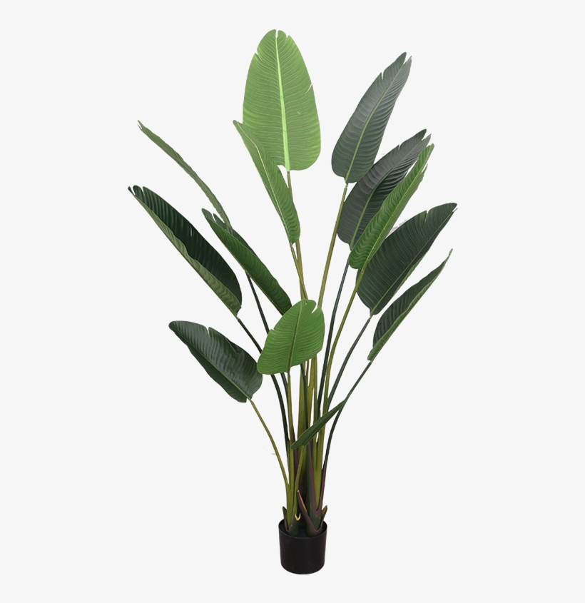 Simulation Traveler Banana Plant Landing Bird Of Paradise - Swiss Cheese Plant, transparent png download