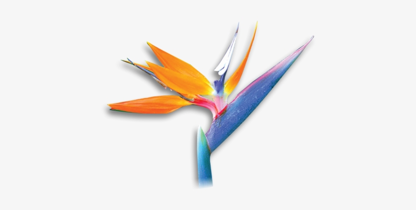 Bird Of Paradise, transparent png download
