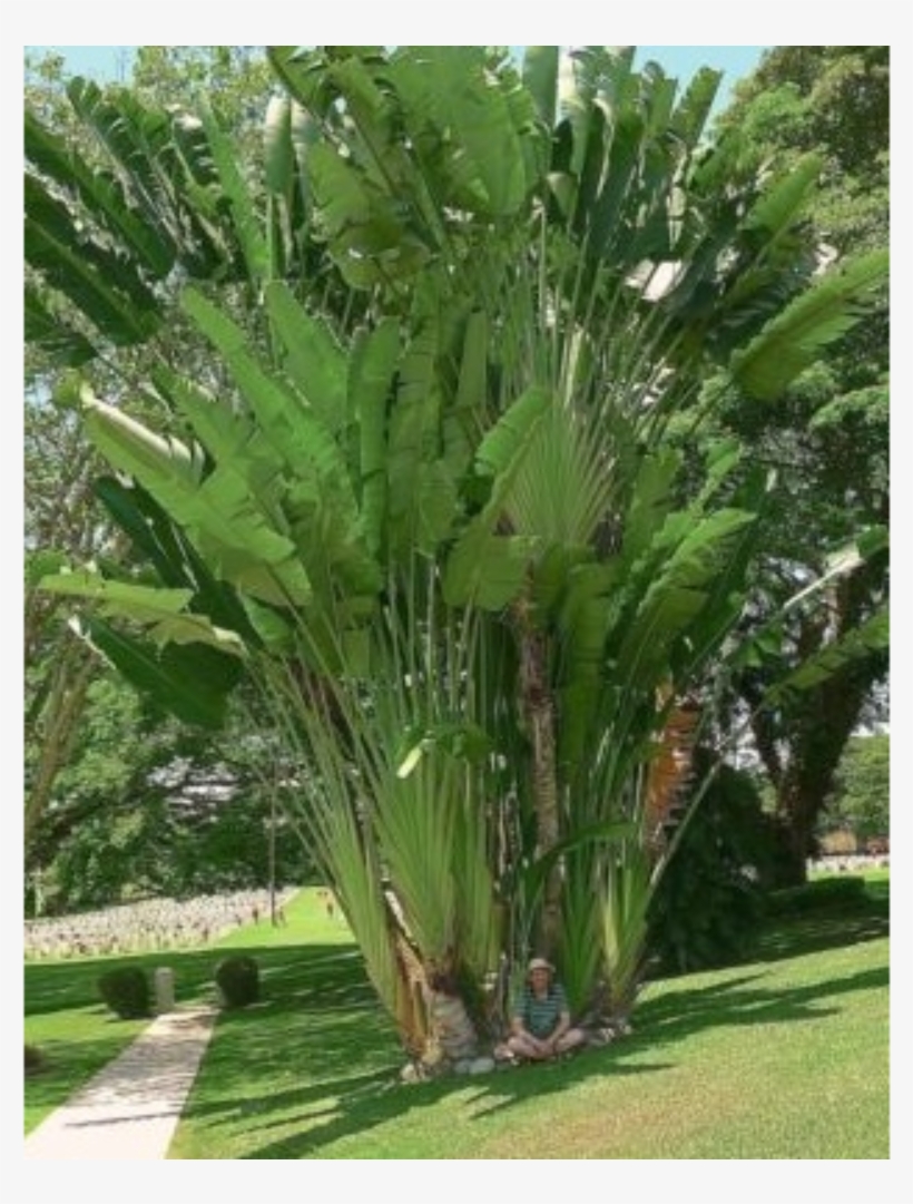 Strelitzia Nicolai - Bird Of Paradise Flower, transparent png download