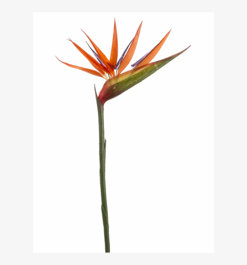36" Bird Of Paradise Spray Orange - Bird-of-paradise, transparent png download