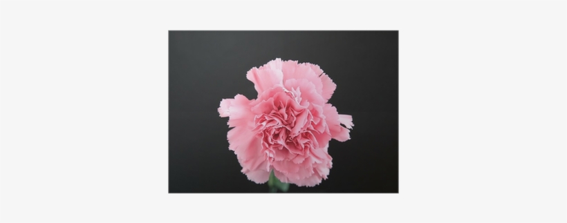 Pink, transparent png download