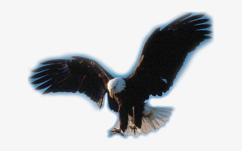 Ii - Eagle, transparent png download