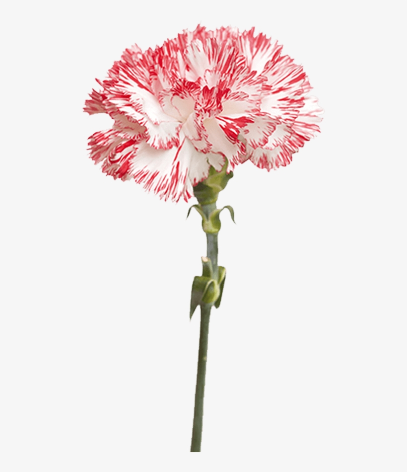 White, transparent png download