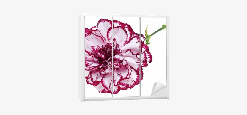 Pink Carnation Flower On White Background Wardrobe - Claveles Con La Orilla Roja, transparent png download