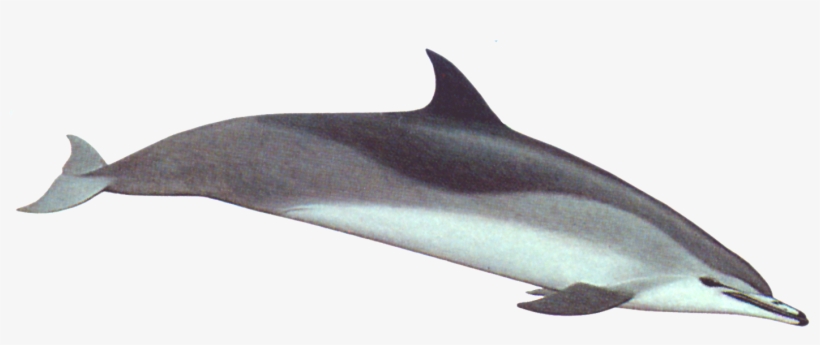 Clymene Dolphin, transparent png download