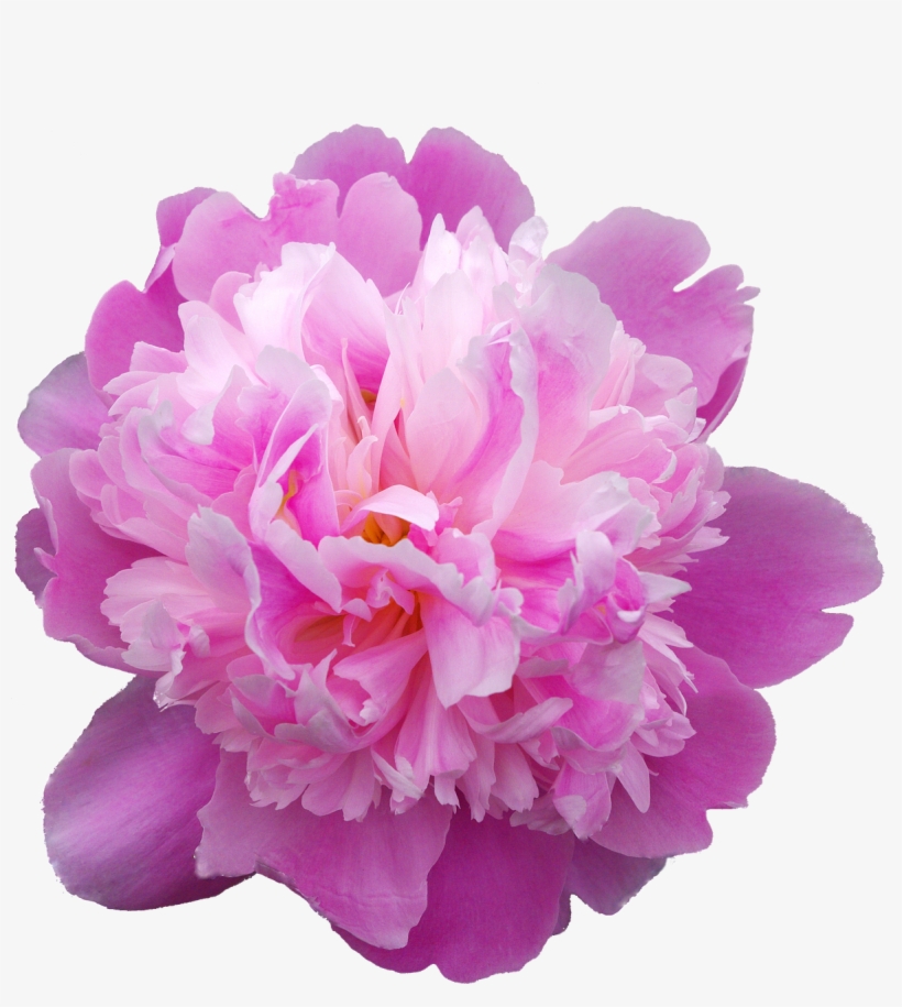 Flower,free Pictures, Free Photos, Free - Pfingstrosen Png, transparent png download