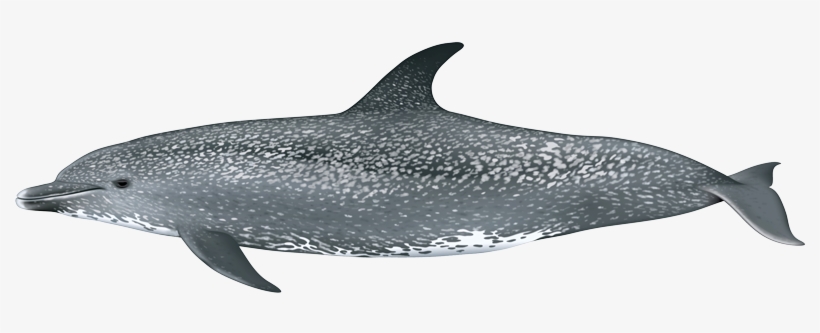 Atlantic Spotted Dolphin - Stenella Frontalis Png, transparent png download