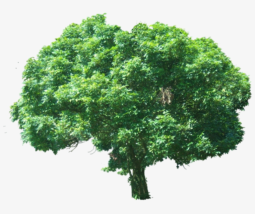 Litchi Chinensis - Tree, transparent png download