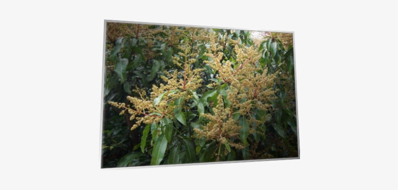Mangifera Indica, transparent png download