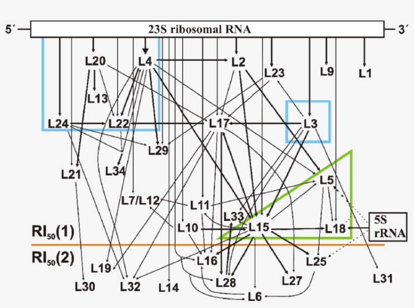 Assembly Map Of The 50s Subunit - Diagram, transparent png download