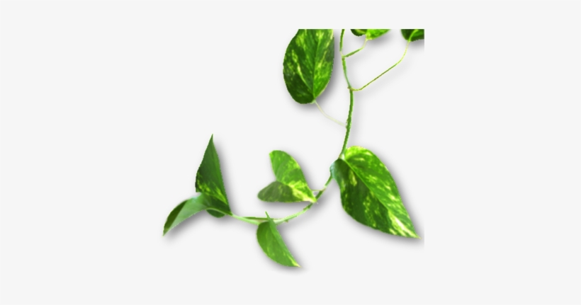 Money Plant, transparent png download