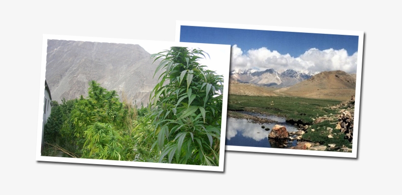 Kush Landscapes Polaroids - Wild Weed Vs Homegrown, transparent png download