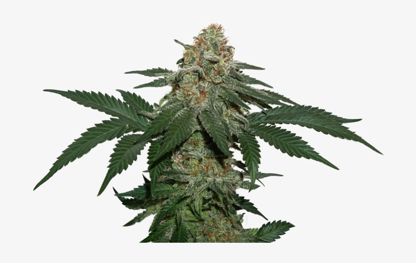 Grandaddy Confidential Kush By Seed Stockers - White Widow, transparent png download
