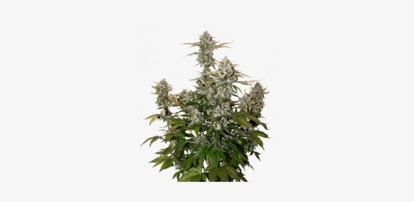 Candy Dawg Auto - Autoflowering Cannabis, transparent png download