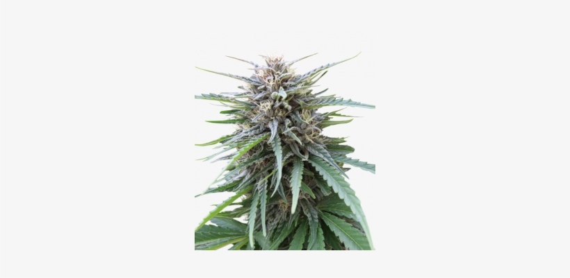 Frizzy Kush - Kush, transparent png download