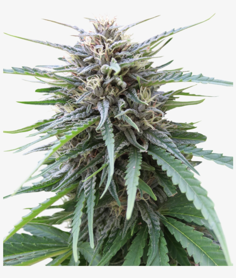 Frizzy Kush Feminized - Kush, transparent png download