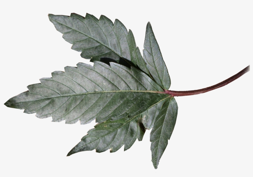 Og Kush Leaf - Original Og Kush Plant, transparent png download