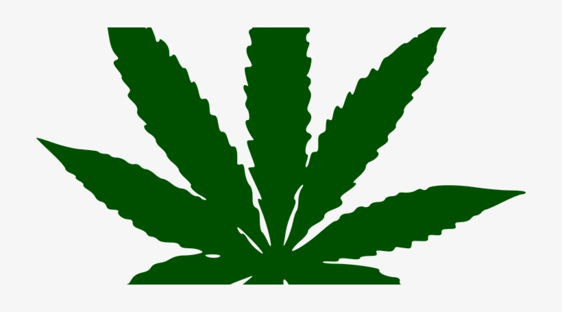 Folha Da Maconha Vector Transparent Background Pot Leaf Clip Art Transparent Png 714x375 Free Download On Nicepng