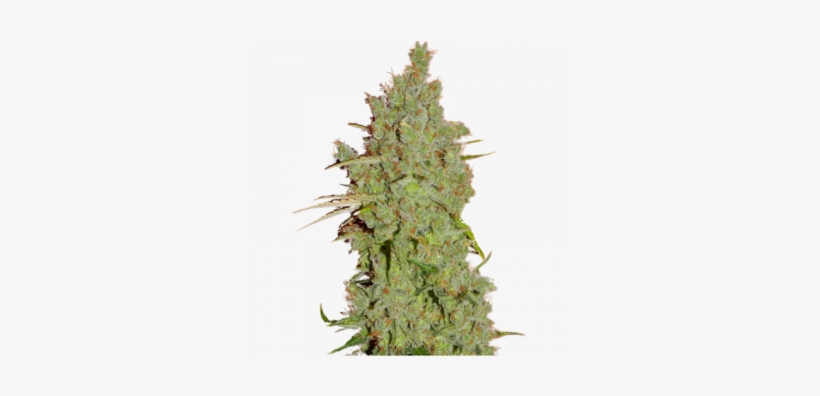 Kush, transparent png download