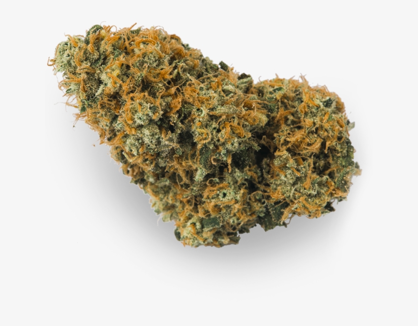 Non-vascular Land Plant, transparent png download