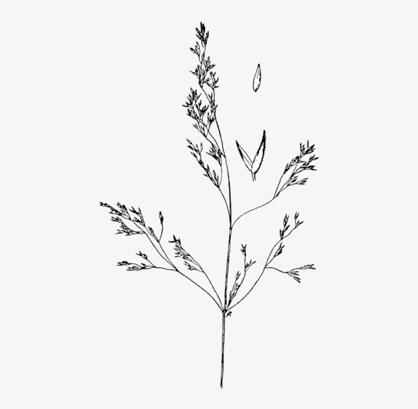 Agrostis Idahoensis Drawing - Agrostis Gelida, transparent png download