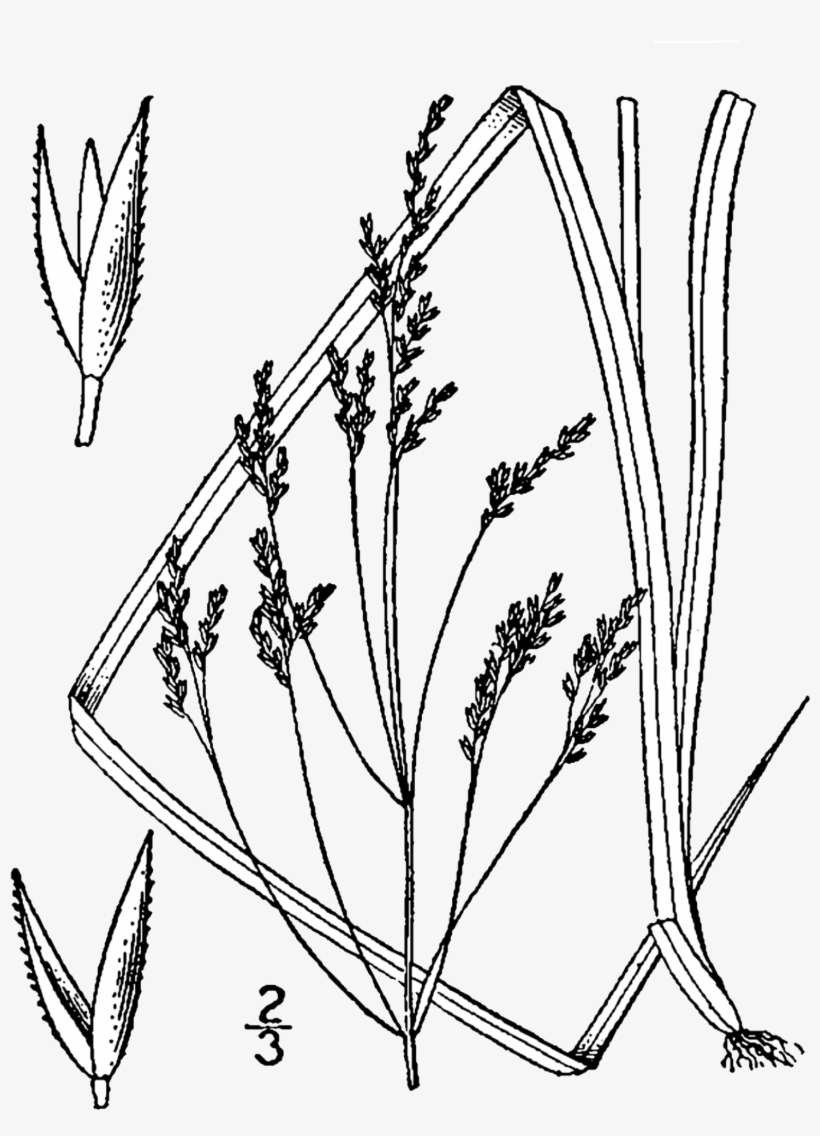 Agrostis Perennans Drawing - Agrostis Perenans, transparent png download