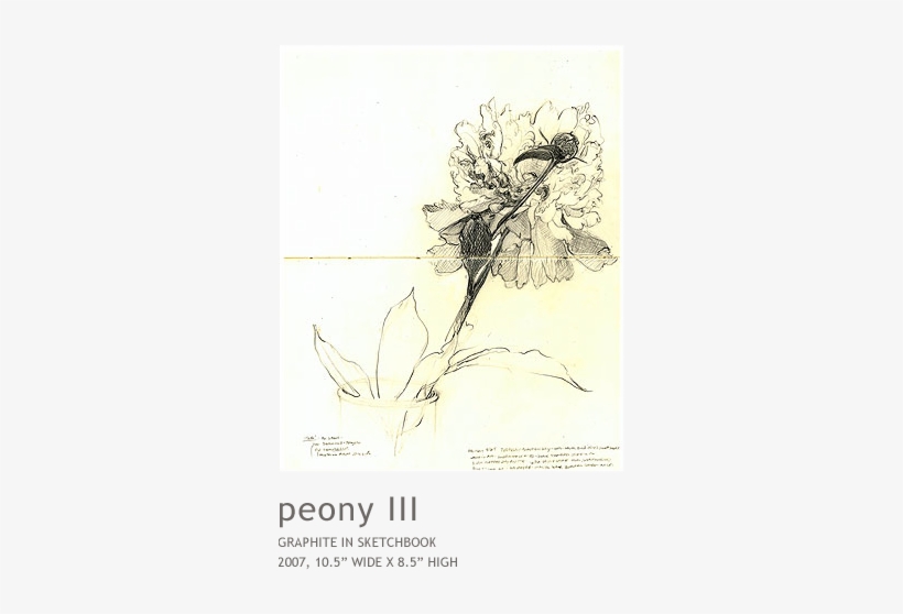 Peony3 - Sketch, transparent png download