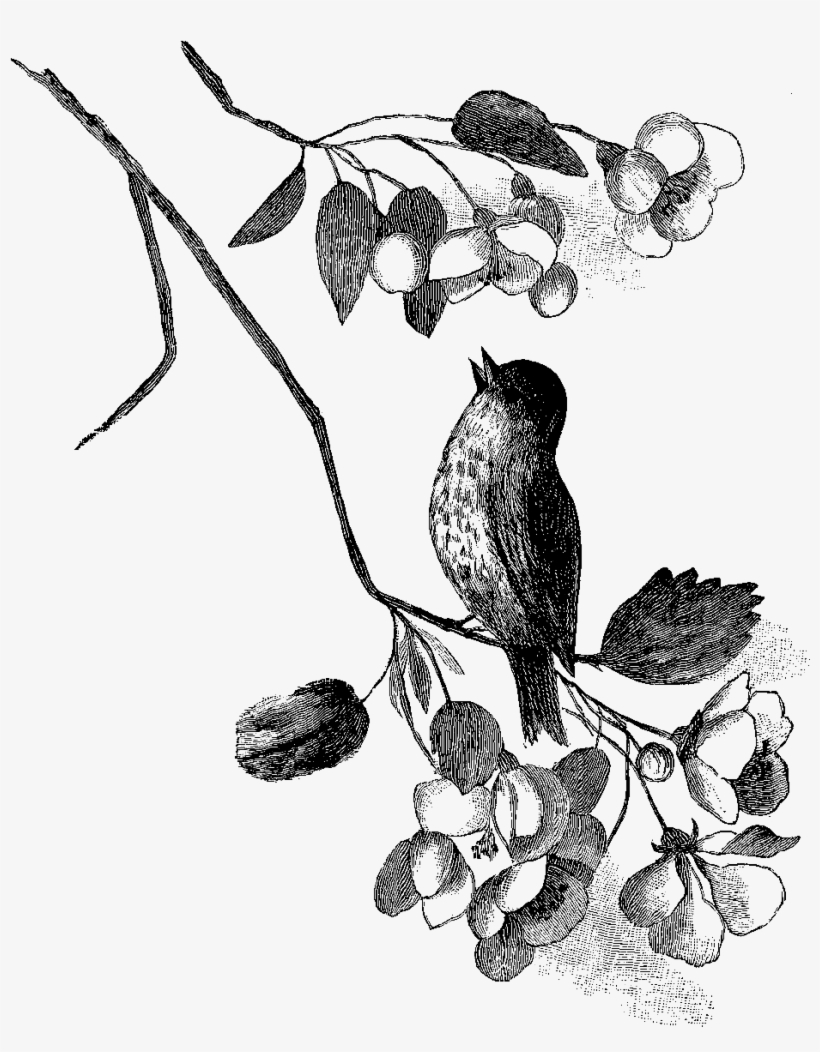 This Is Such A Wonderfully Charming Bird Image, Especially - Clip Art, transparent png download