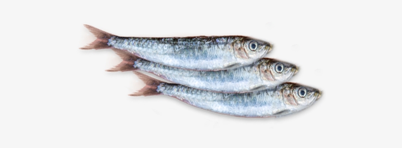 Bien Choisir Les Sardines - Sardine Png, transparent png download