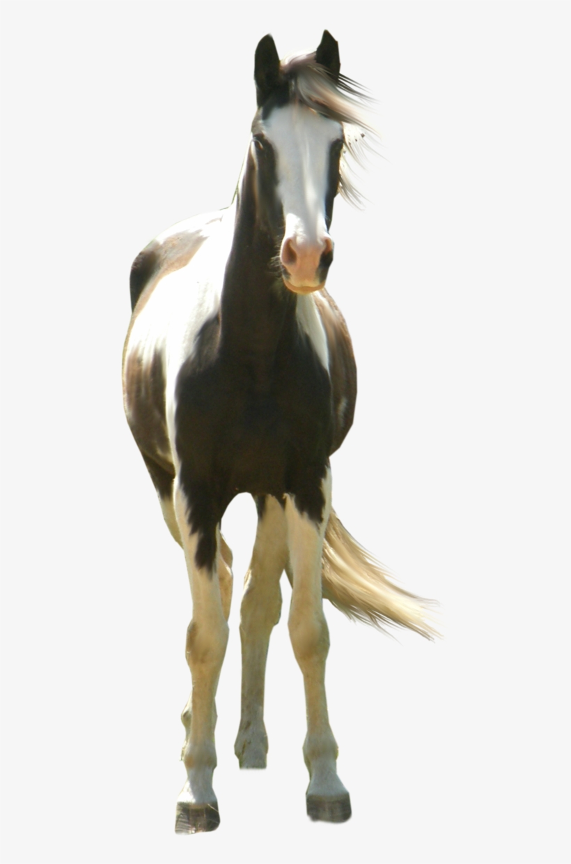 Type Hd, Three Horses - Paint Horse Transparent, transparent png download