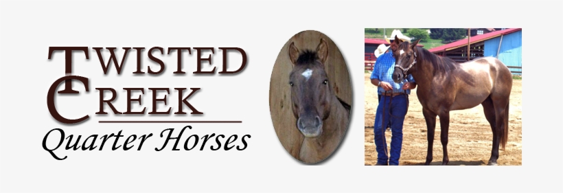 Twisted Creek Quarter Horses For Sale Franklin Nc North - North Carolina, transparent png download