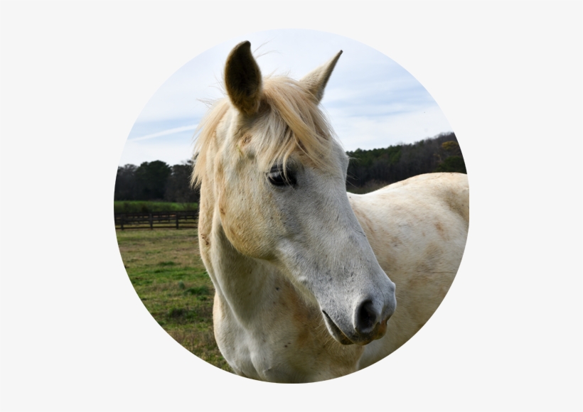 Snickerdoodle - Stallion, transparent png download