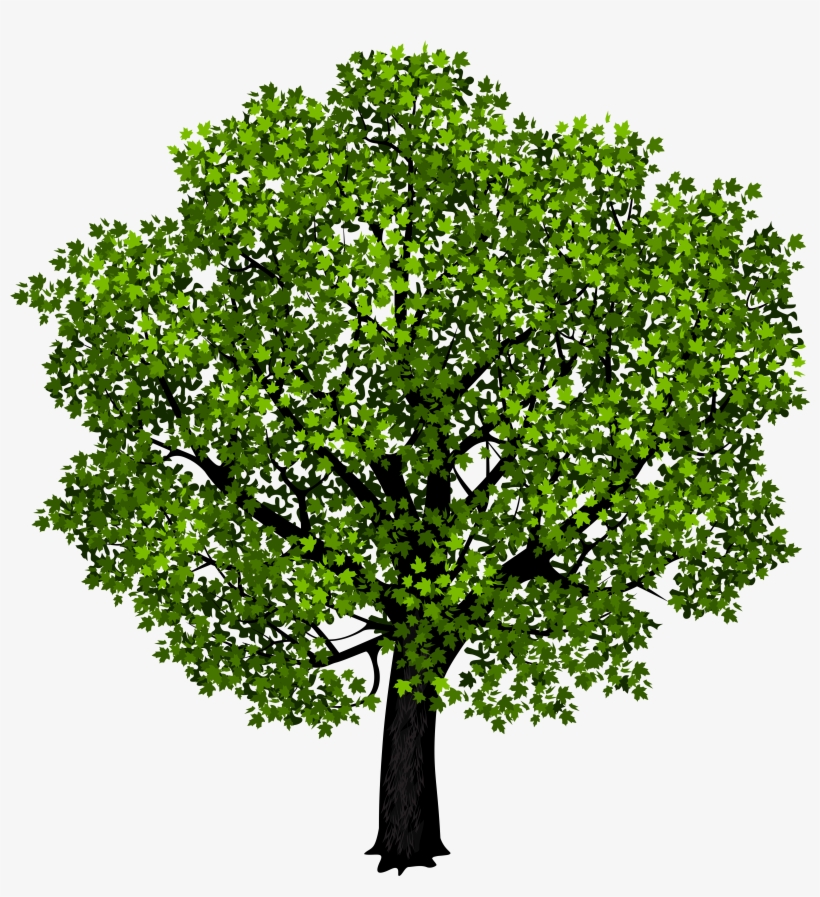 Green Maple Tree Png Picture Graphics Pinterest - Tree With White Background, transparent png download