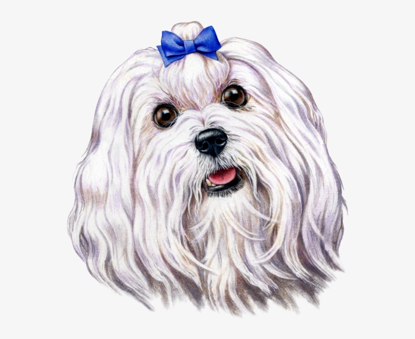 Dog Fabric, Malteze Fabric, Custom Print Fabric - Maltese Dog, transparent png download