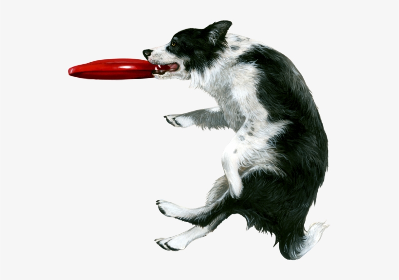 border collie catching frisbee
