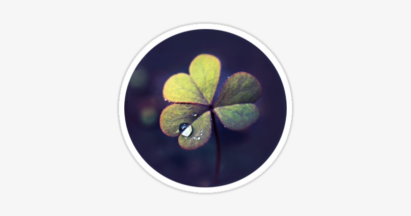 Dew Drop On Clover Like Oxalis Macro - 201206, transparent png download
