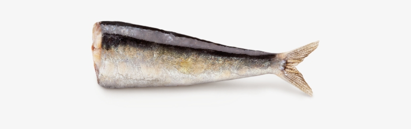 Sardine - Transparent Sardine, transparent png download