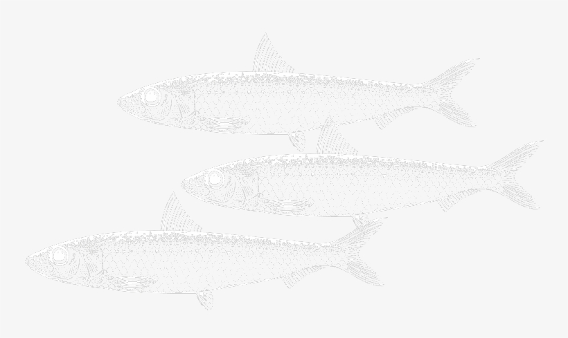 Sardines - Shark, transparent png download