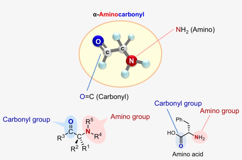 Chiral Α-aminocarbonyls Are Present In A Range Of Biologically - Asymmetric Reaction, transparent png download