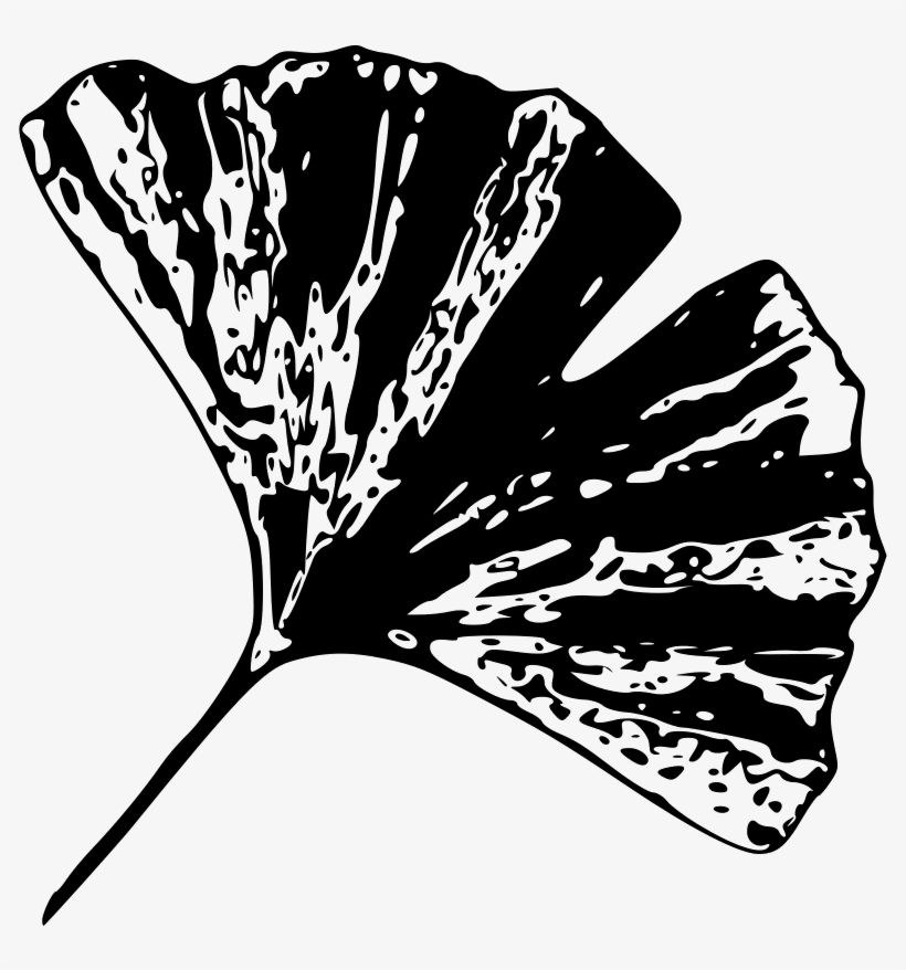 B Of Ginkgo Biloba Leaves - Black And White Gingko Leaf, transparent png download