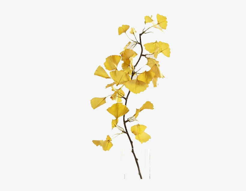 Maidenhair Tree, transparent png download